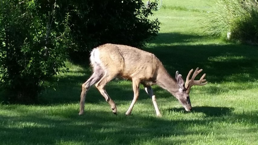 little-buck-heading-to-strawberries.jpeg