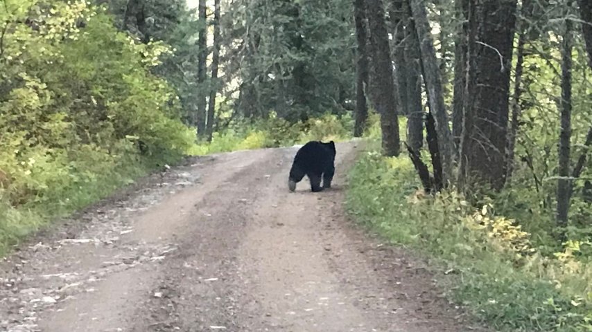 Black Bear